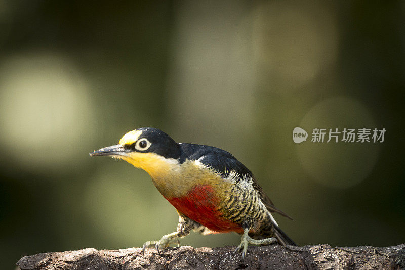 黄额啄木鸟(Melanerpes flavifrons)